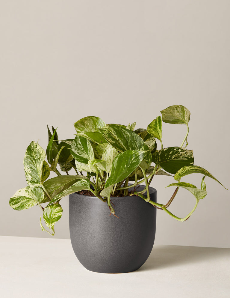 Pothos Marble Queen