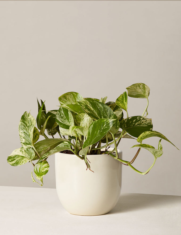 Pothos Marble Queen