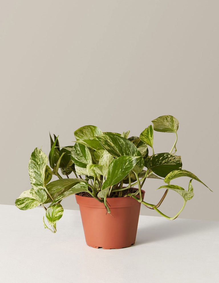 Pothos Marble Queen