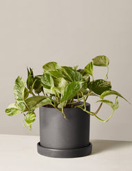 Pothos Marble Queen