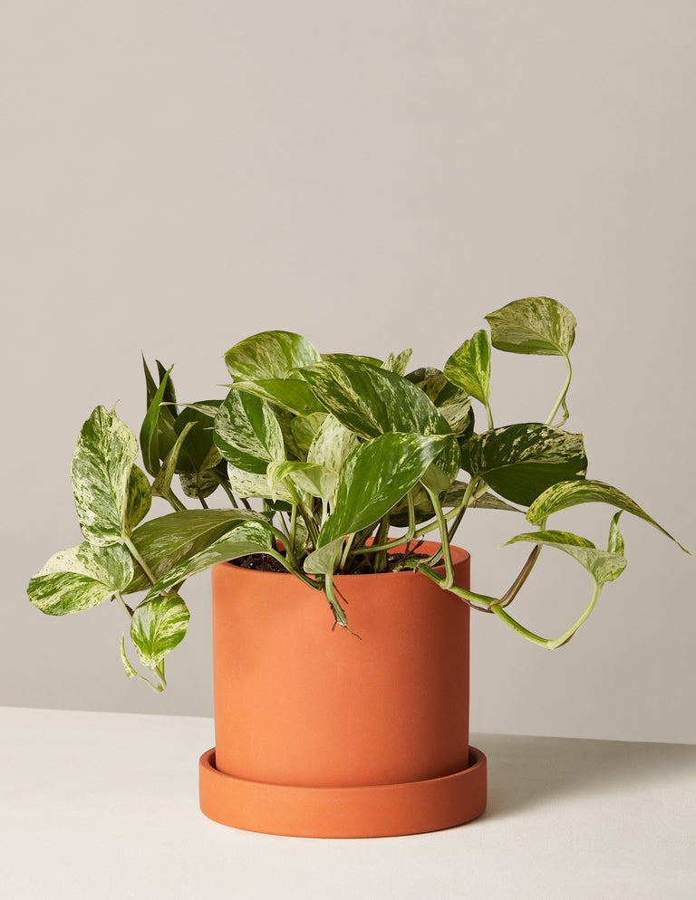 Pothos Marble Queen