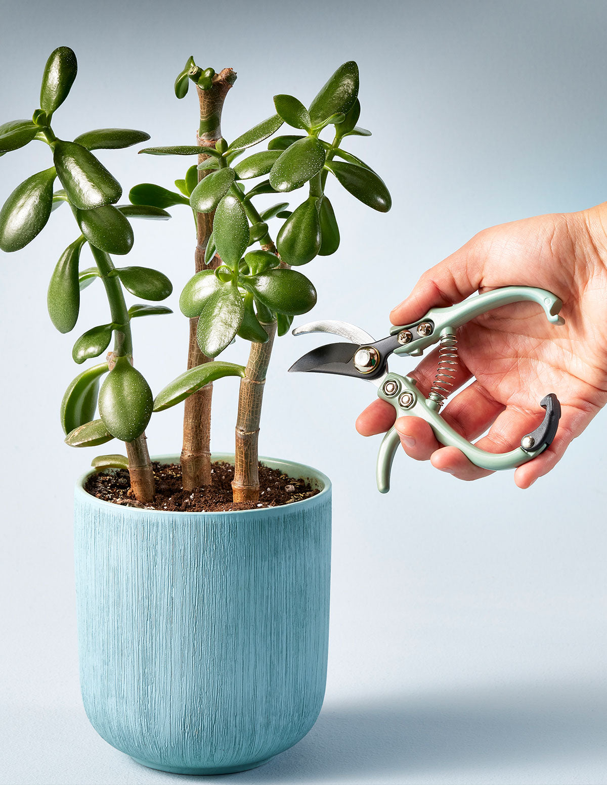 Plant Pruners