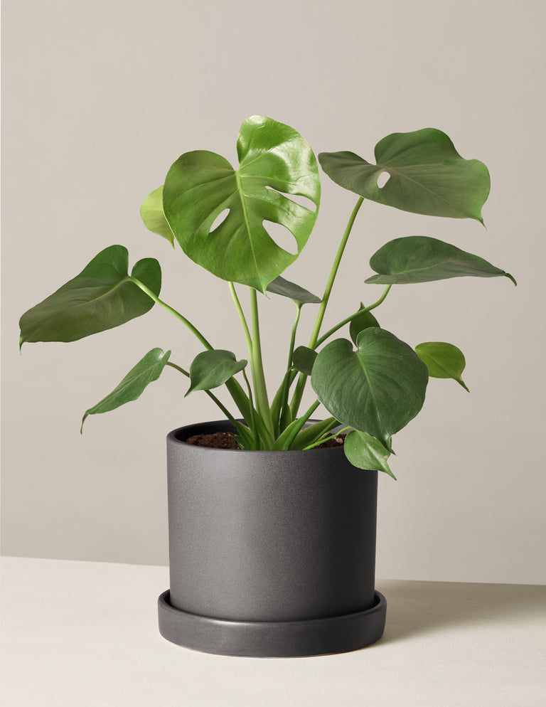 Monstera Deliciosa