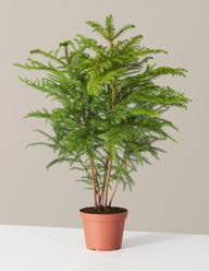 Norfolk Island Pine