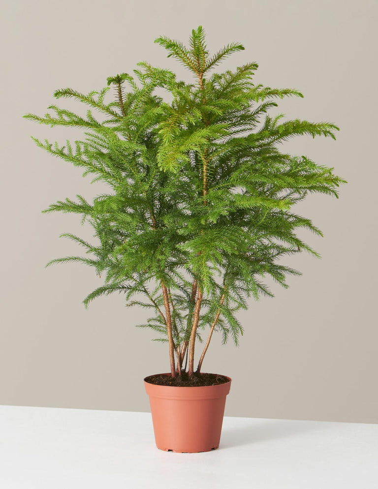 Norfolk Island Pine