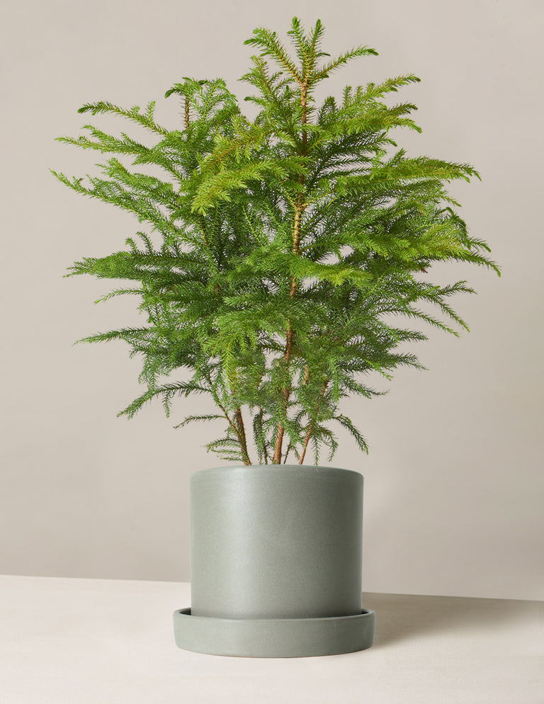 Norfolk Island Pine