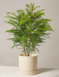 Norfolk Island Pine