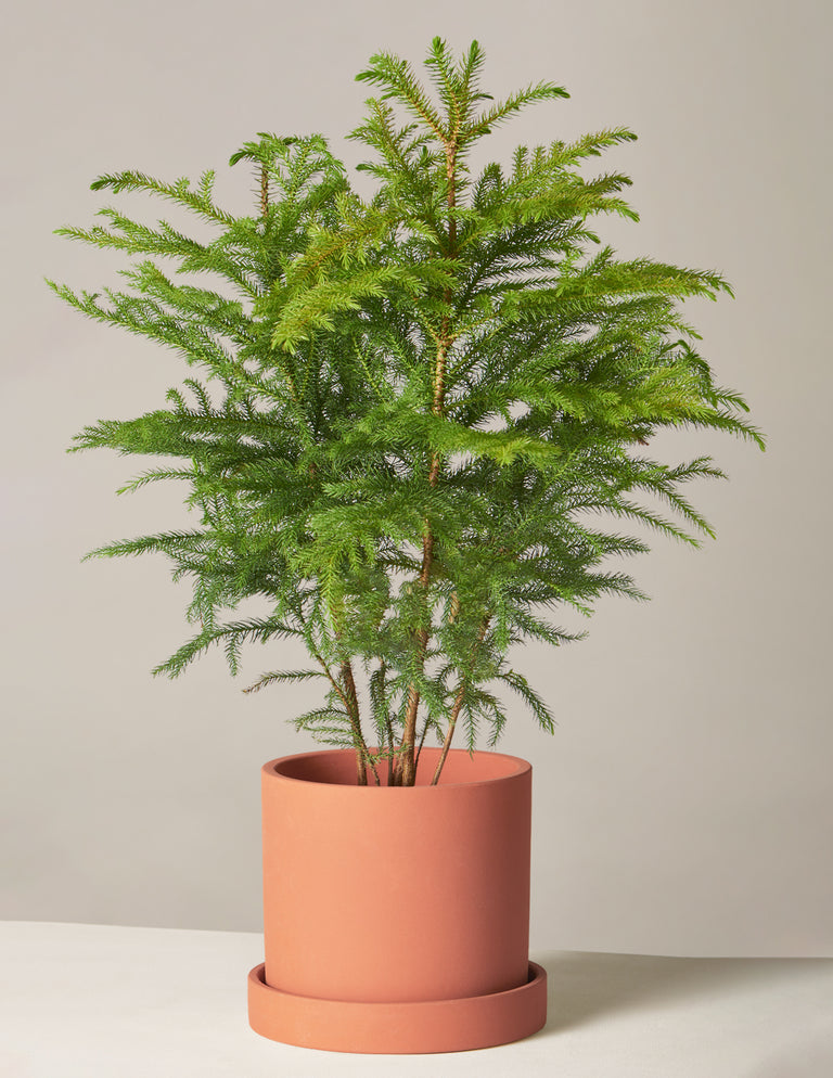 Norfolk Island Pine