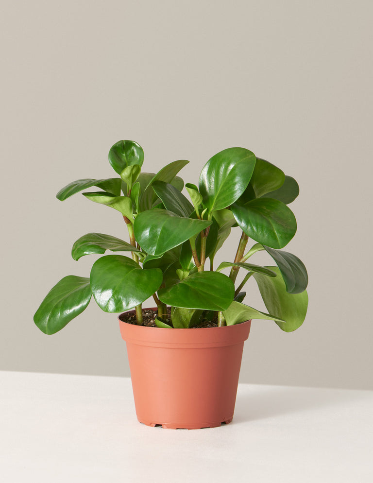 Peperomia Obtusifolia