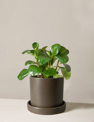 Peperomia Obtusifolia