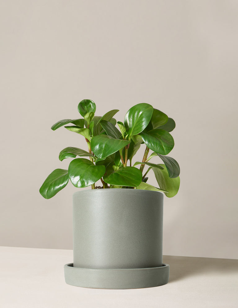 Peperomia Obtusifolia