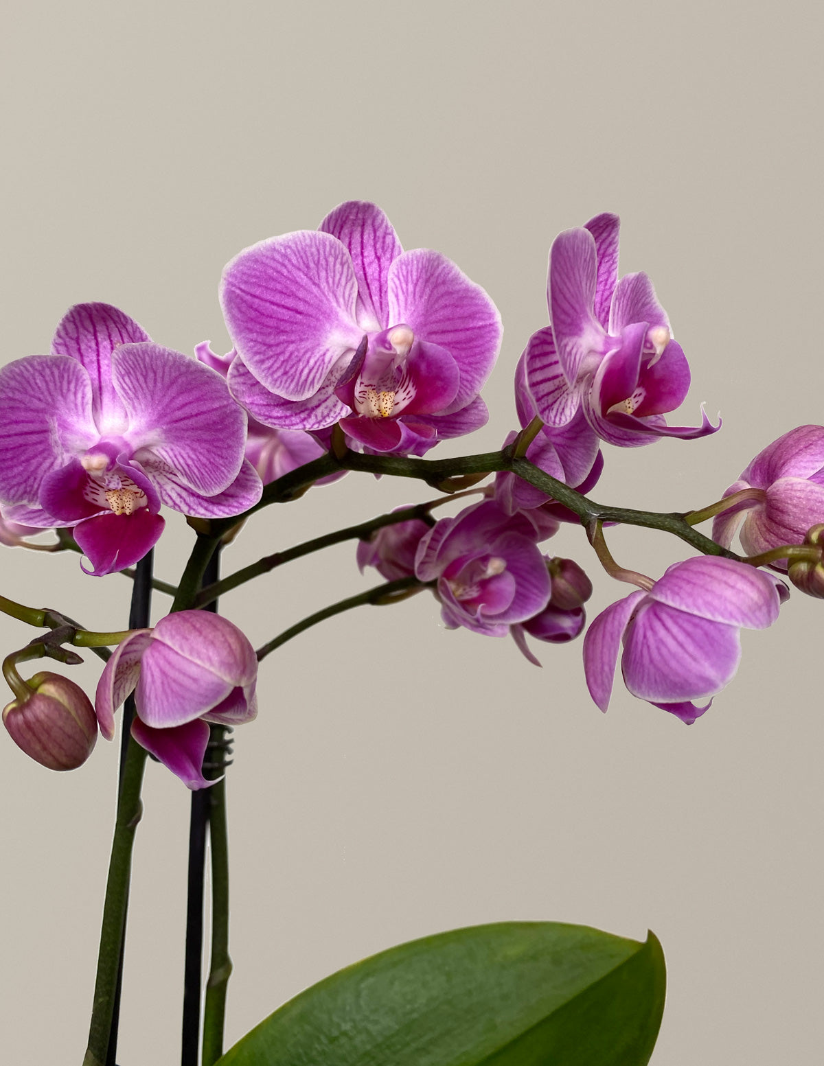 Petite Pink Orchid