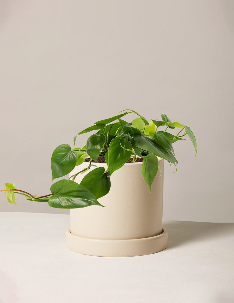 Philodendron Green