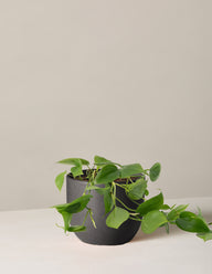 Philodendron Green