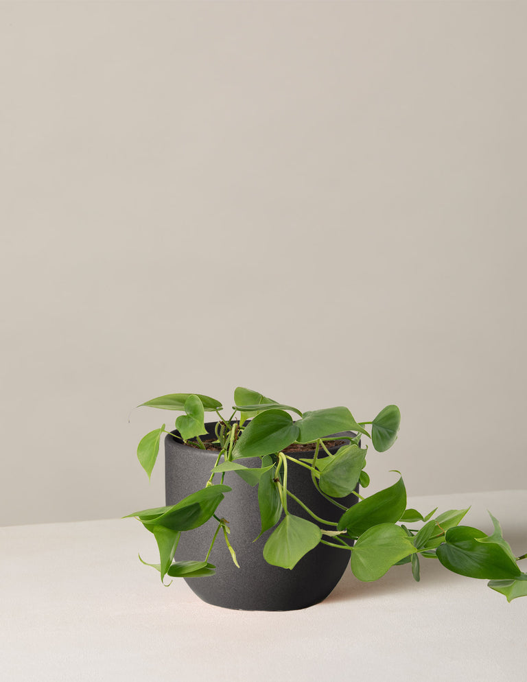 Philodendron Green