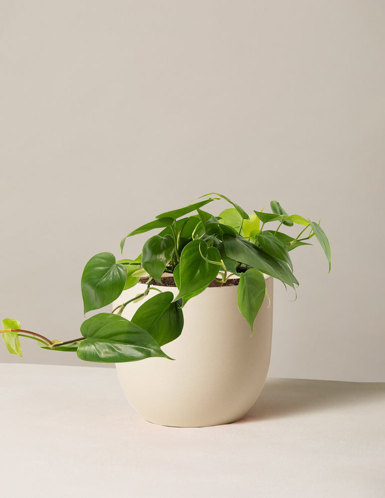 Philodendron Green