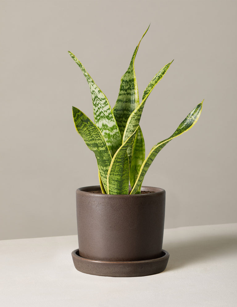 Snake Plant Laurentii