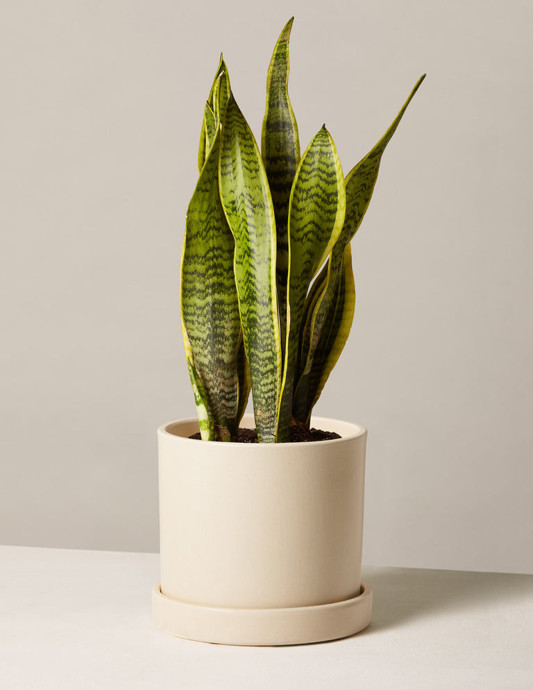 Snake Plant Laurentii