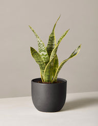 Snake Plant Laurentii