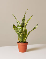 Snake Plant Laurentii