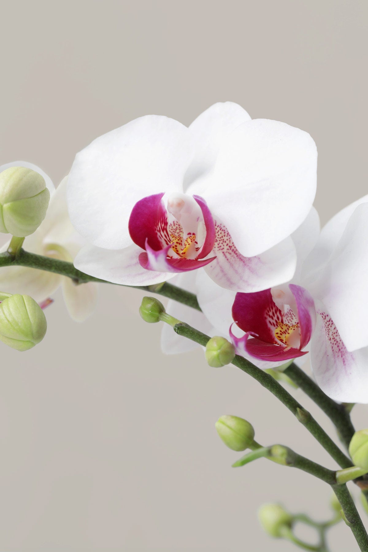 Petite White Orchid