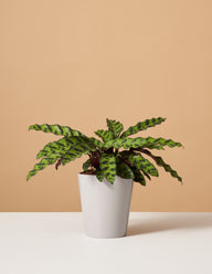 Calathea Rattlesnake