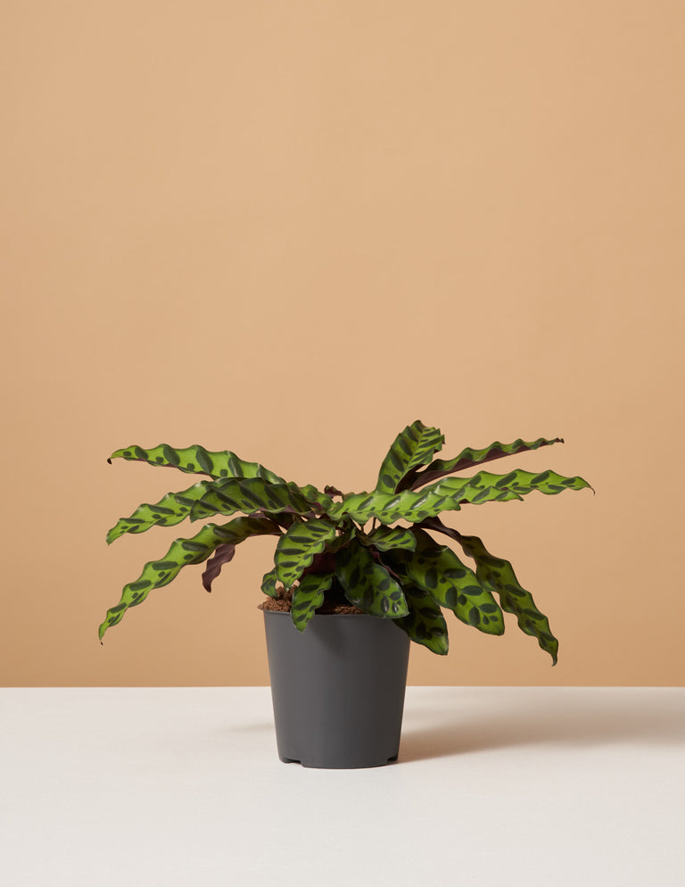 Calathea Rattlesnake