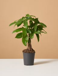 Money Tree Plant