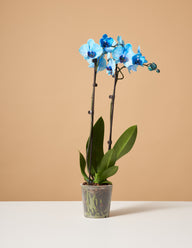 Blue Watercolor Orchid