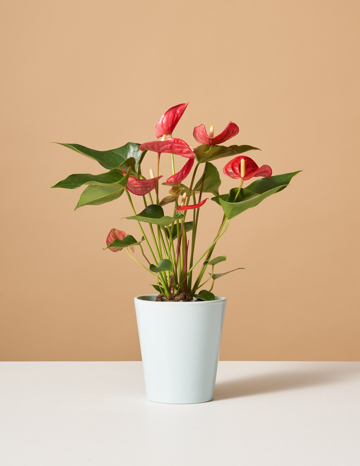 Red Anthurium