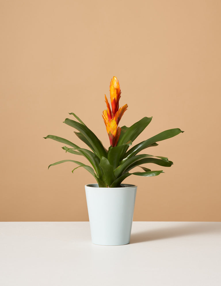 Bromeliad Vriesea Intenso Orange