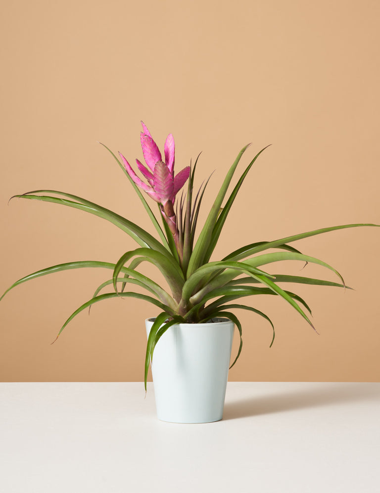 Bromeliad Antonio Pink