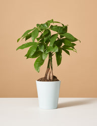 Money Tree Plant