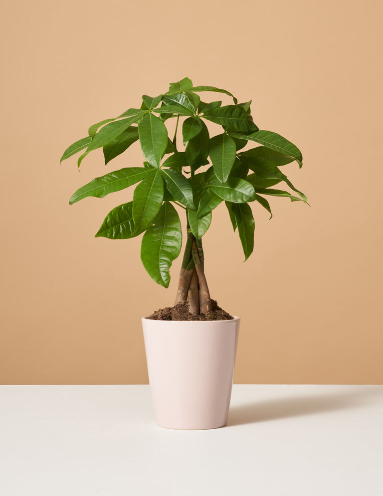 Money Tree Plant