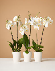 Orchid Subscription (3 Months)