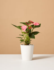 Pink Anthurium