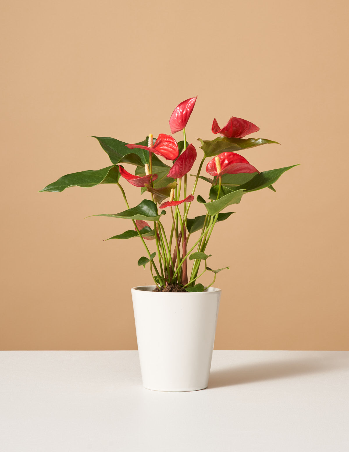 Red Anthurium