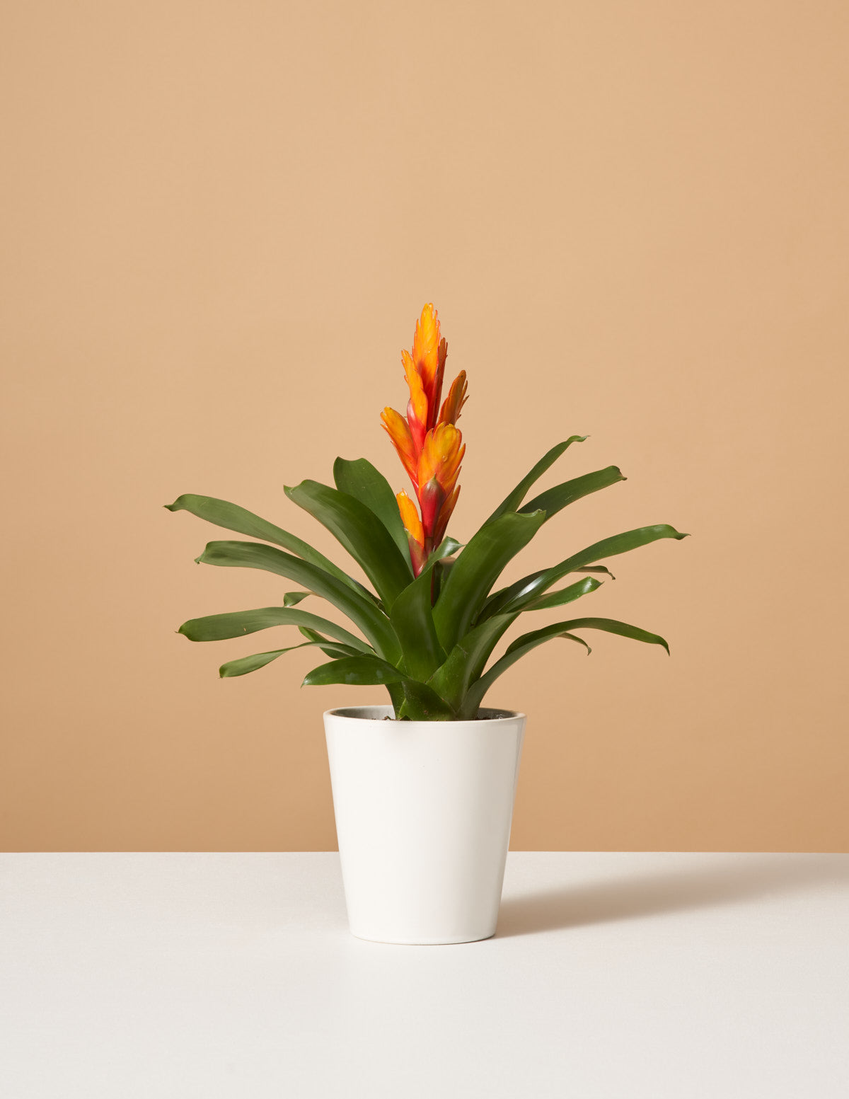 Bromeliad Vriesea Intenso Orange