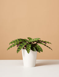 Calathea Rattlesnake