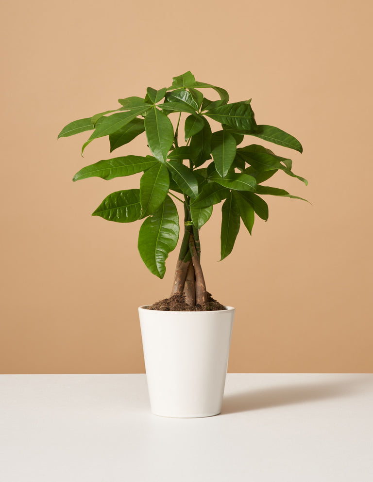 Money Tree Plant