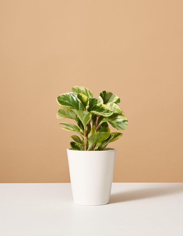 Peperomia Green Gold